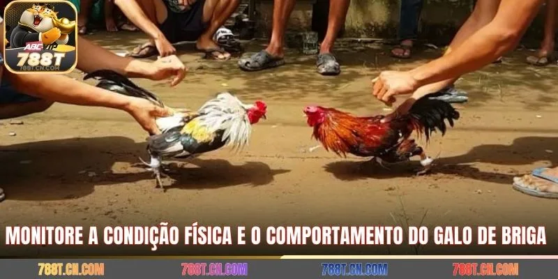 Monitore a condição física e o comportamento do galo de briga 