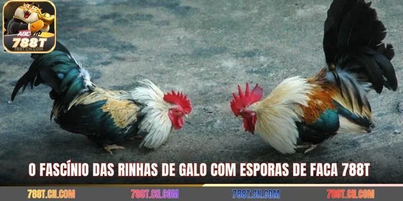 O fascínio das rinhas de galo com esporas de faca 788T 